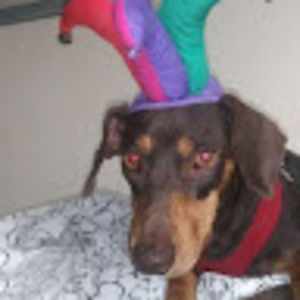 Meet your Posher, Jill